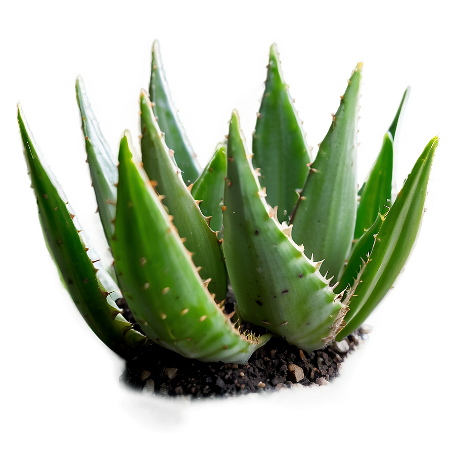 Small Aloe Plant Png 06132024