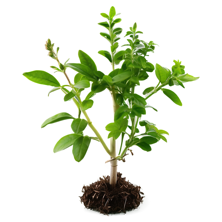 Small Herb Plant Png 06132024