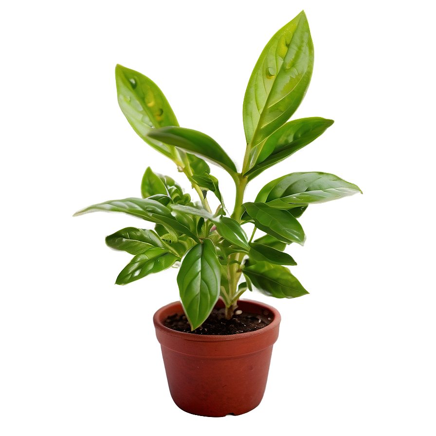 Small Herb Plant Png 9