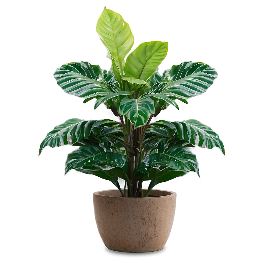 Small Plant In Corner Png Gyg25