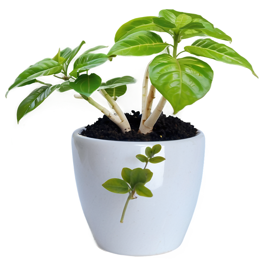 Small Plant In Kitchen Png Fkk46