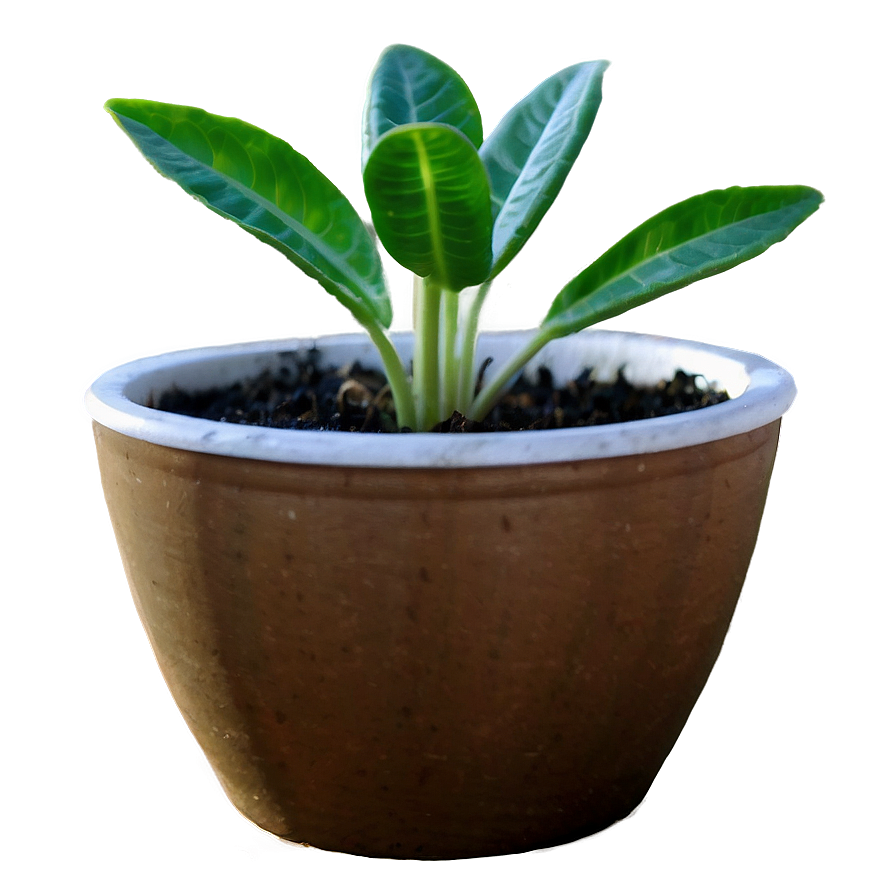 Small Plant In White Pot Png Hlp