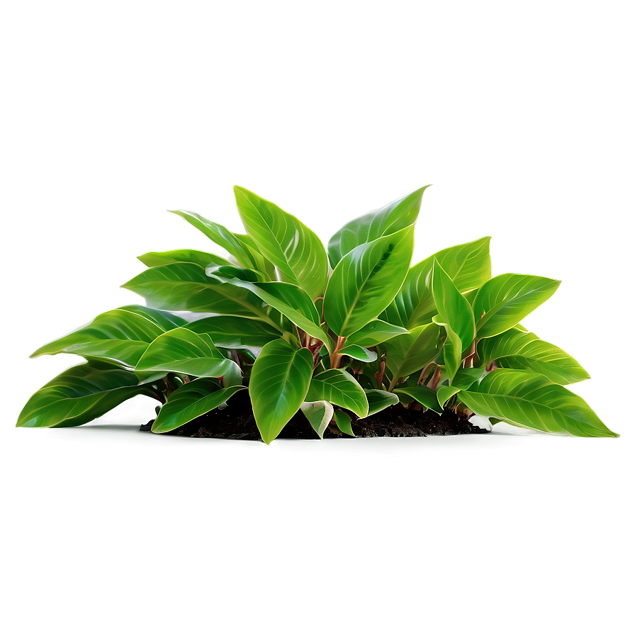 Small Plant With Long Leaves Png Lpi