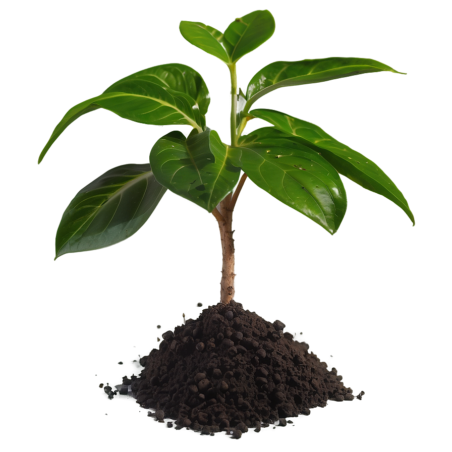 Small Plant With Soil Png 06132024