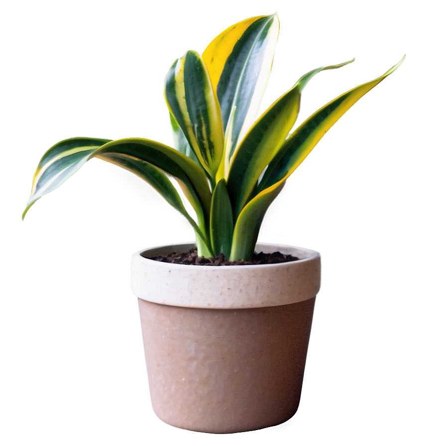 Small Snake Plant Png 82