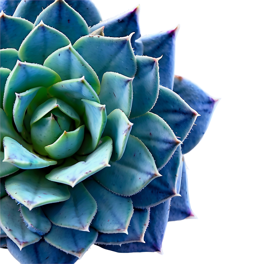 Small Succulent Png Lta88