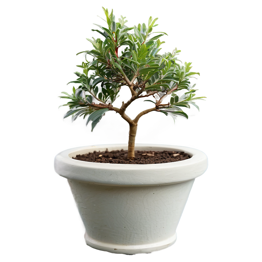 Small Tree In Pot Png 96