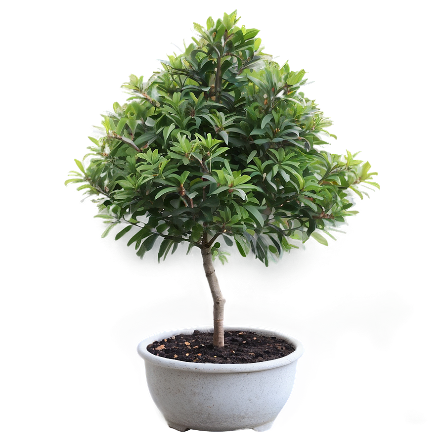 Small Tree In Pot Png Lcj