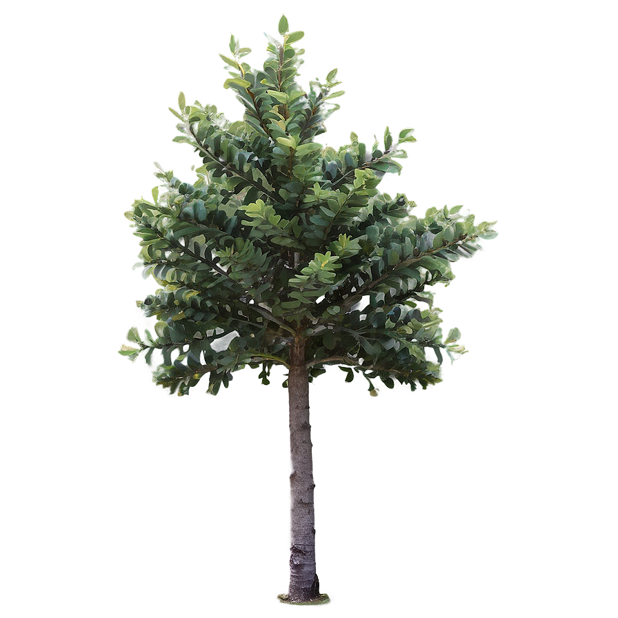 Small Tree No Background Png 06132024