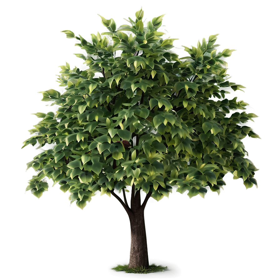 Small Tree Shade Png Fxk68