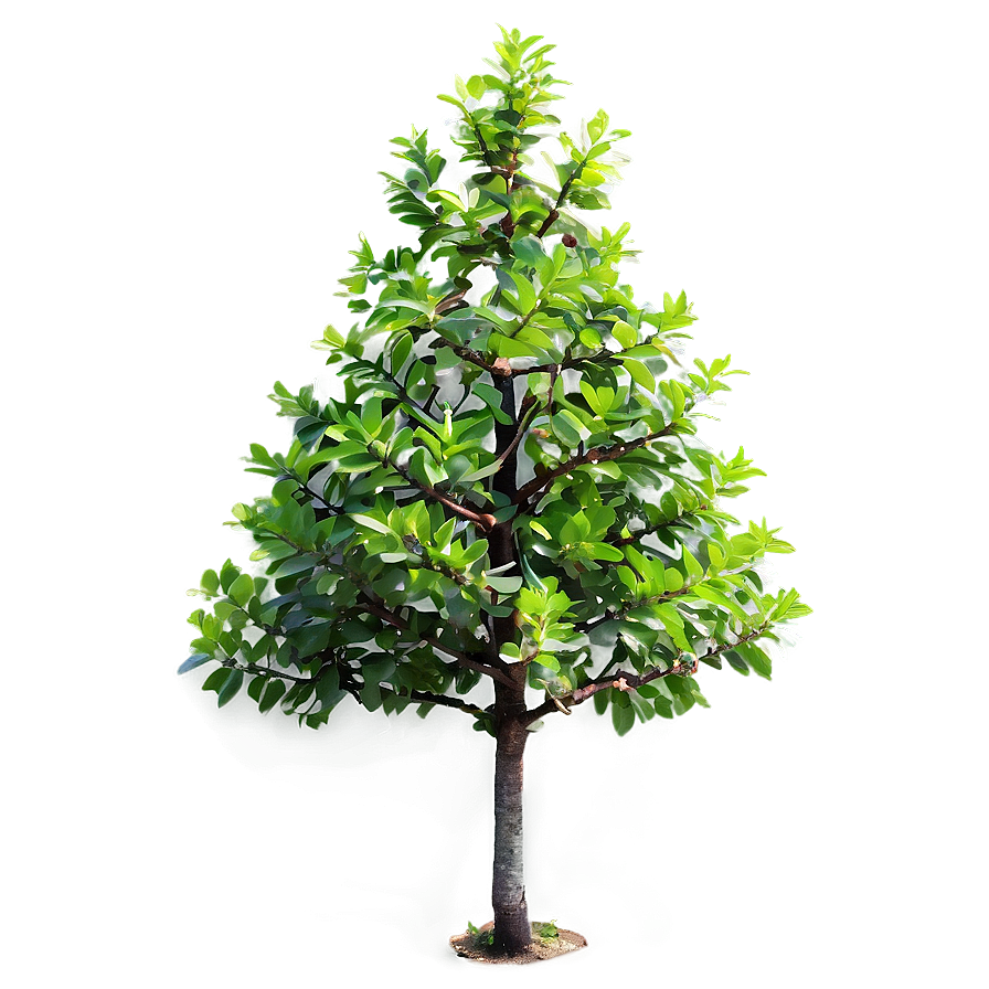 Small Tree Transparent Background Png Wdh61