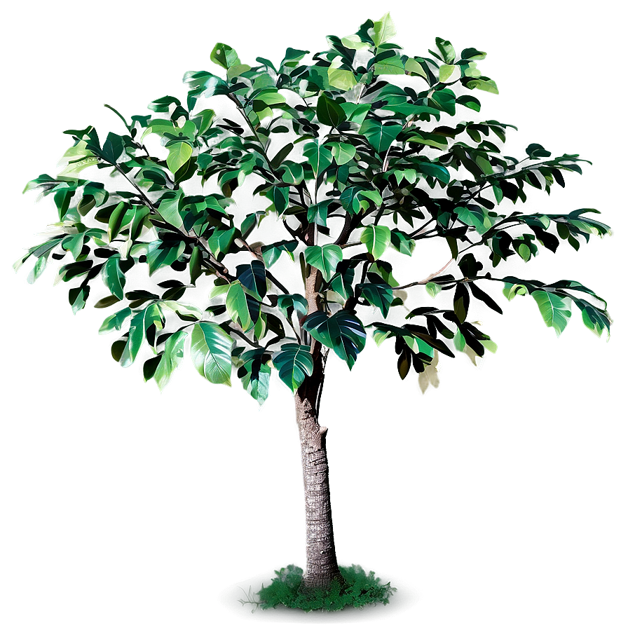 Small Tree With Leaves Png Chh