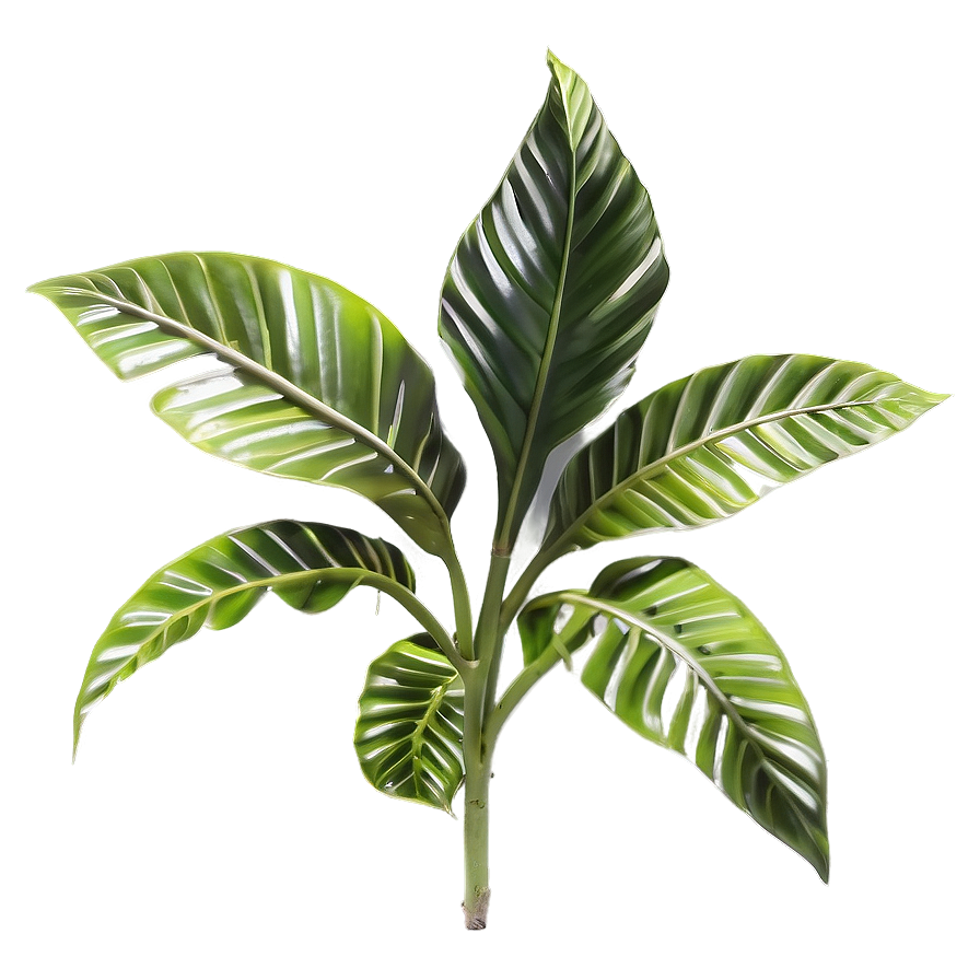 Small Tropical Plant Png 58