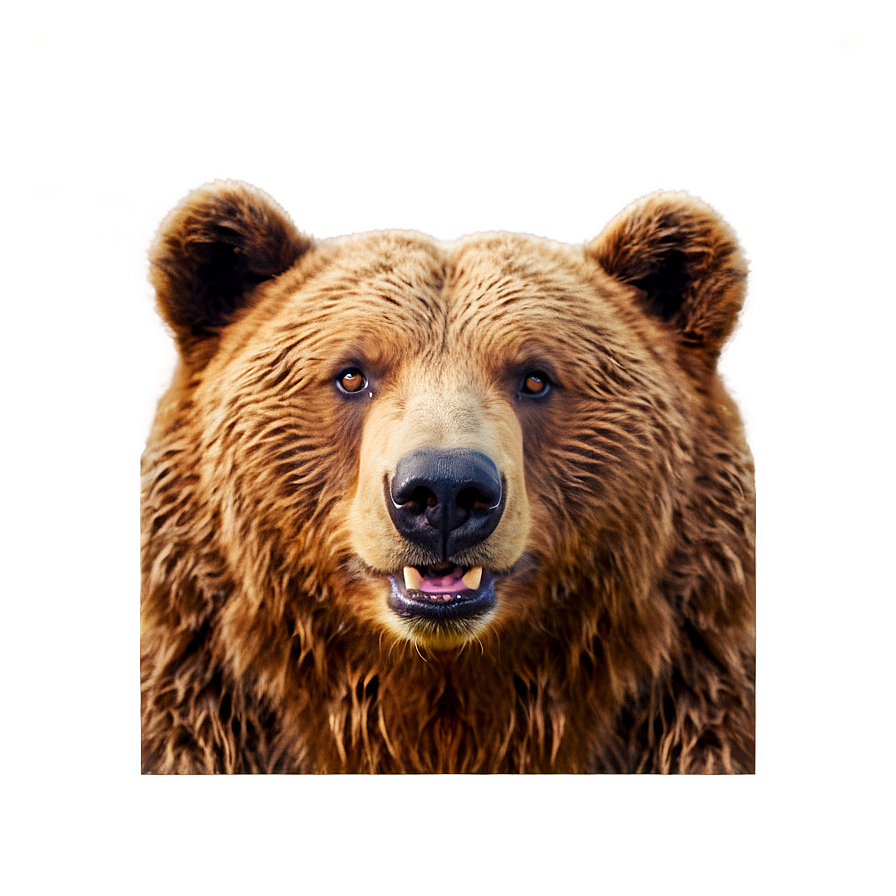 Smiling Bear Face Png 20