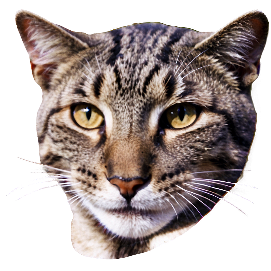 Smiling Cat Face Png 46