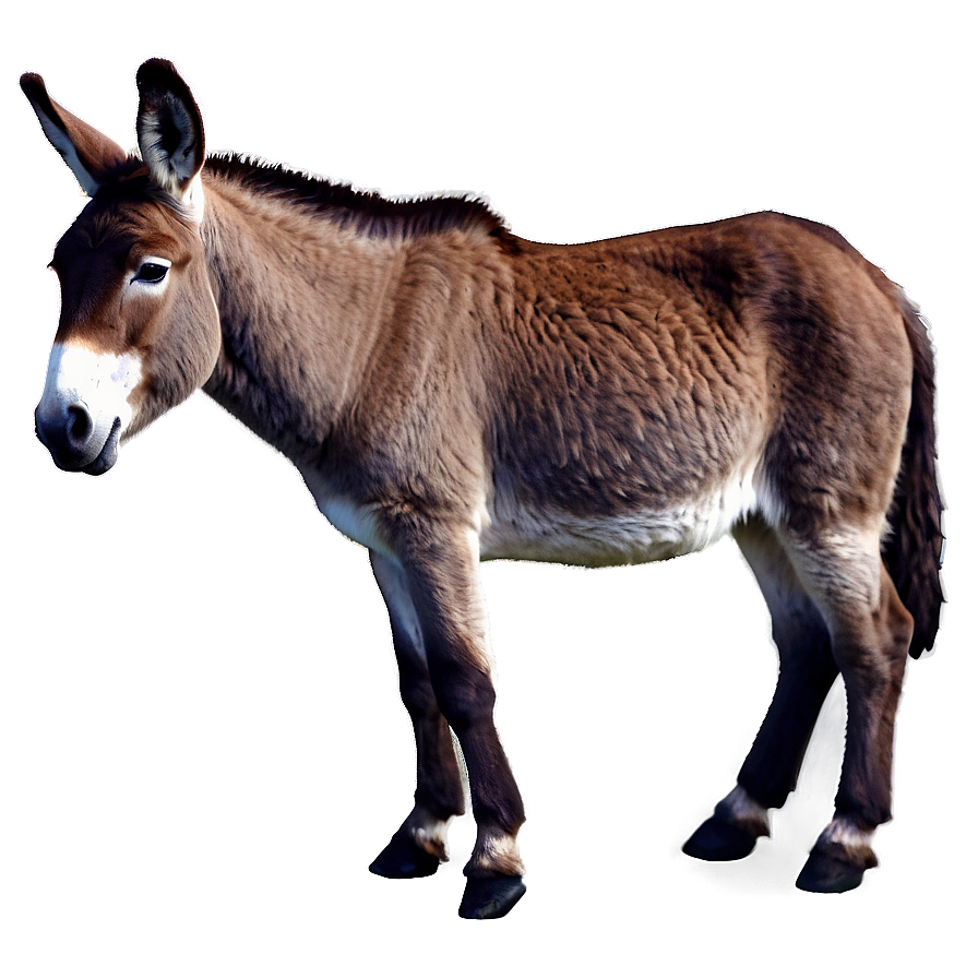 Smiling Donkey Graphic Png 05232024