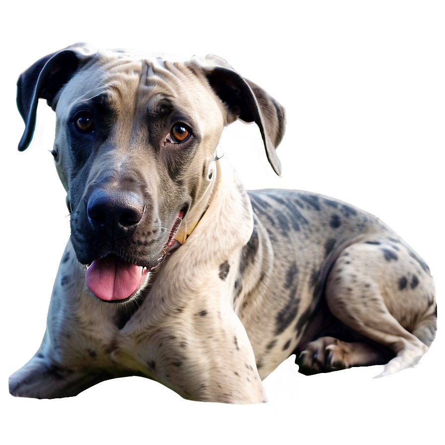 Smiling Great Dane Png 06212024