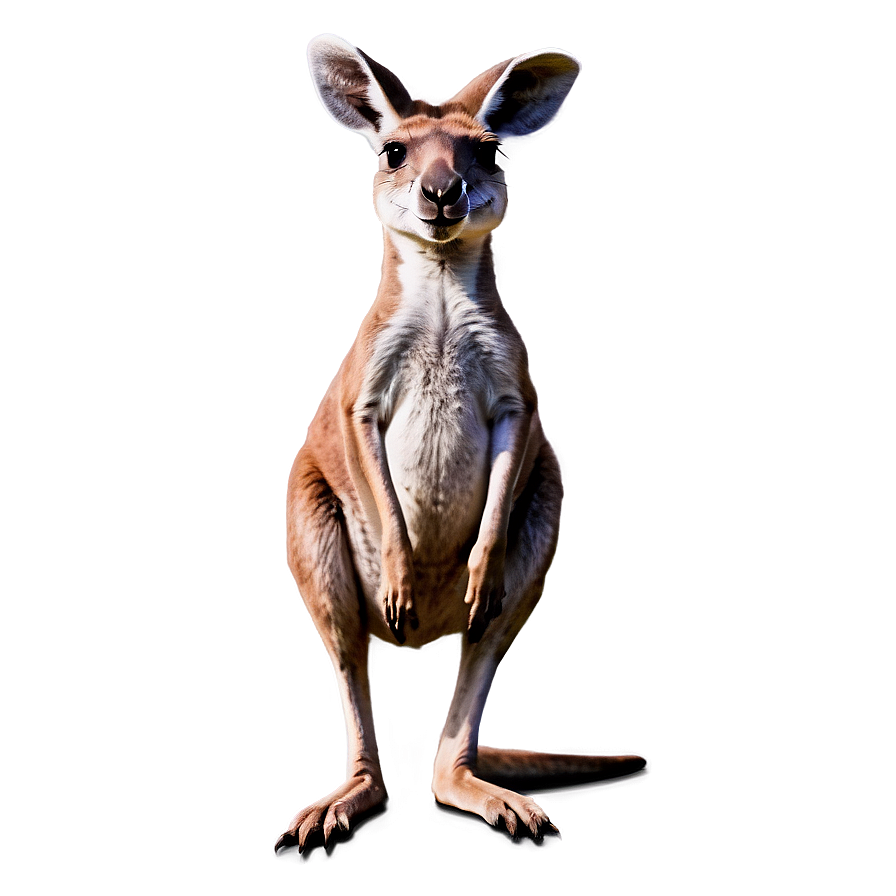 Smiling Kangaroo Png Rli