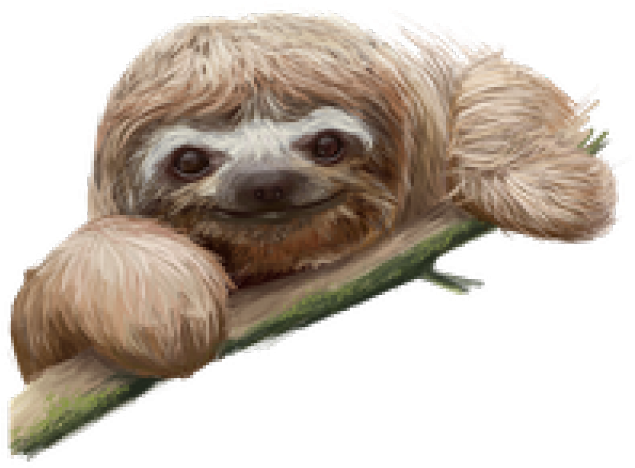 Smiling Sloth On Branch