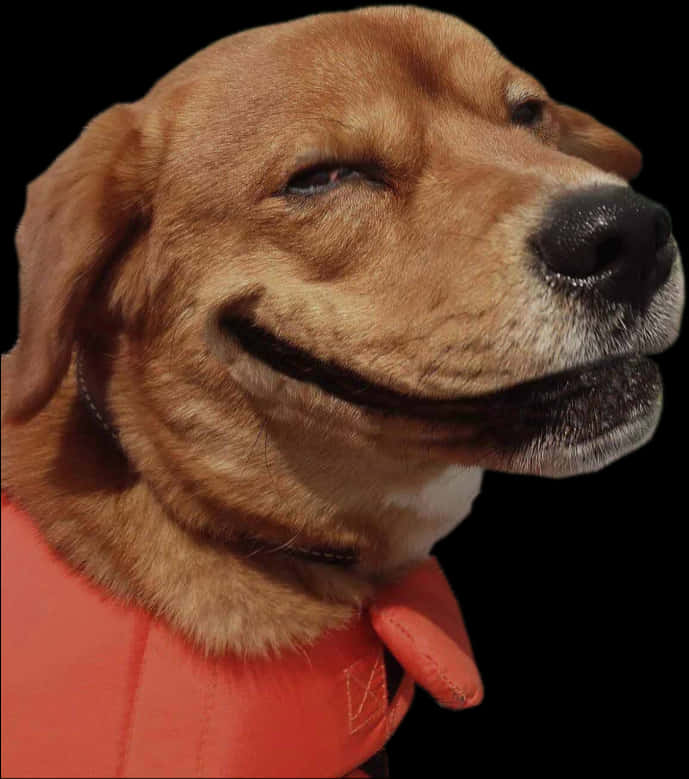 Smirking Dog Wearing Orange Vest.jpg