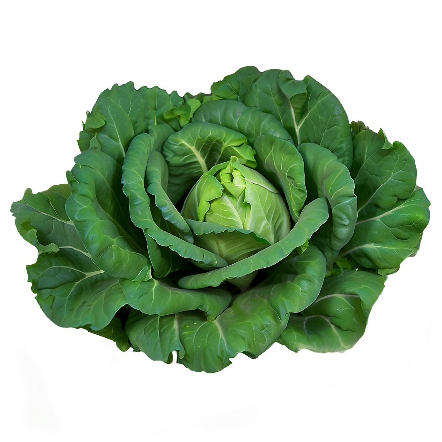 Smooth Lettuce Png 05242024