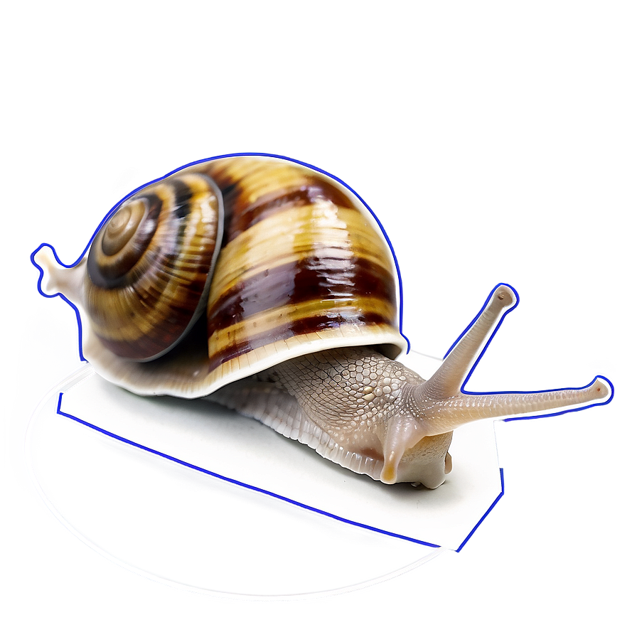 Snail Drawing Png 05232024