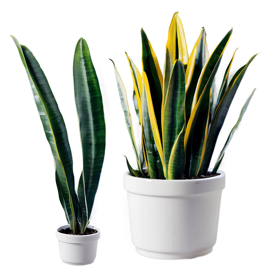 Snake Plant A