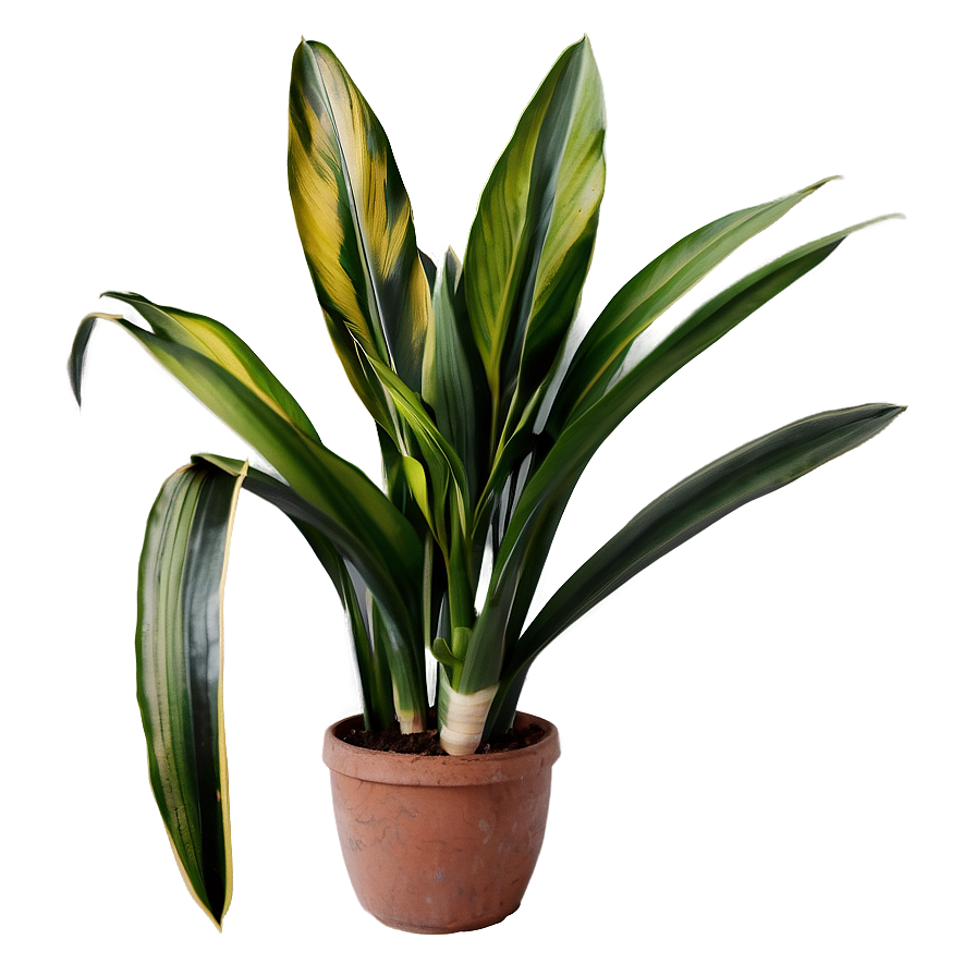 Snake Plant C