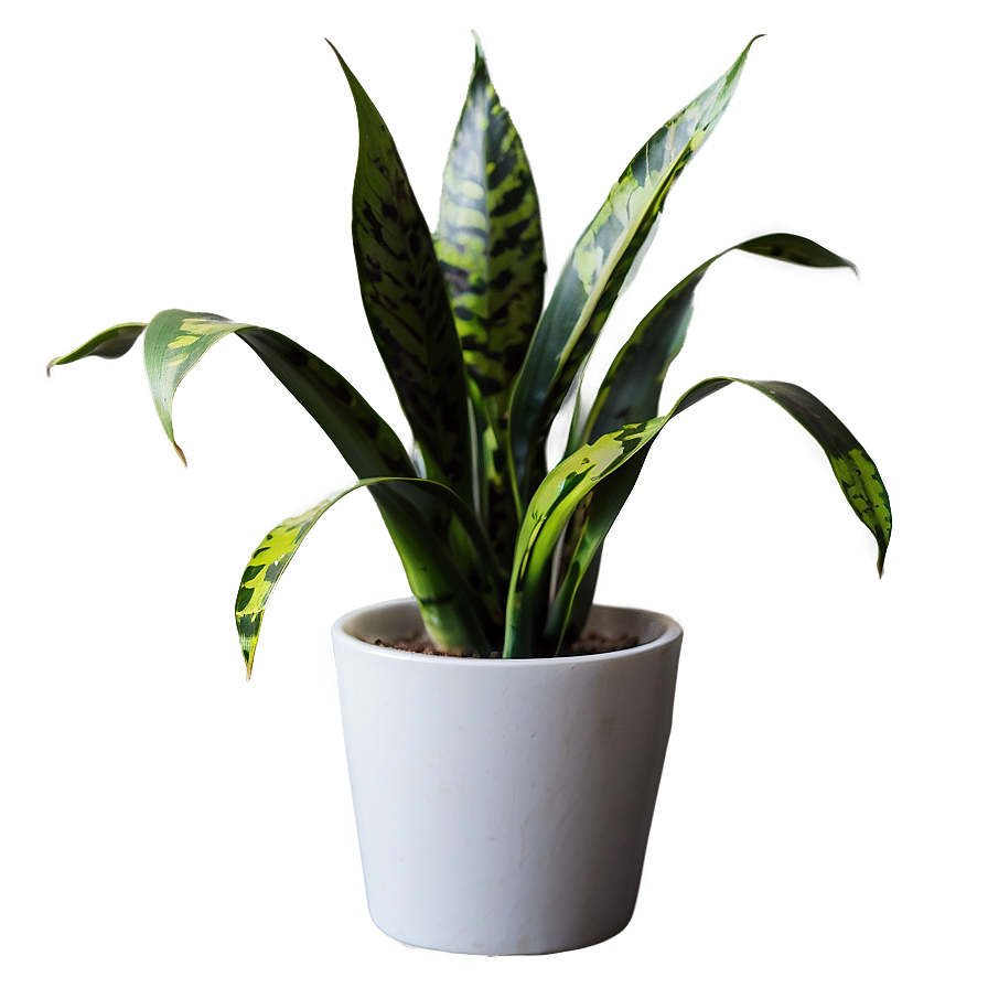 Snake Plant Clipart Png 41