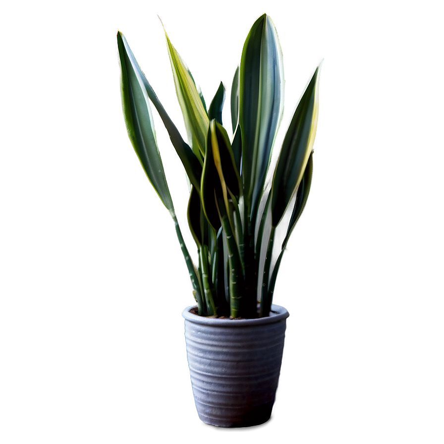 Snake Plant D