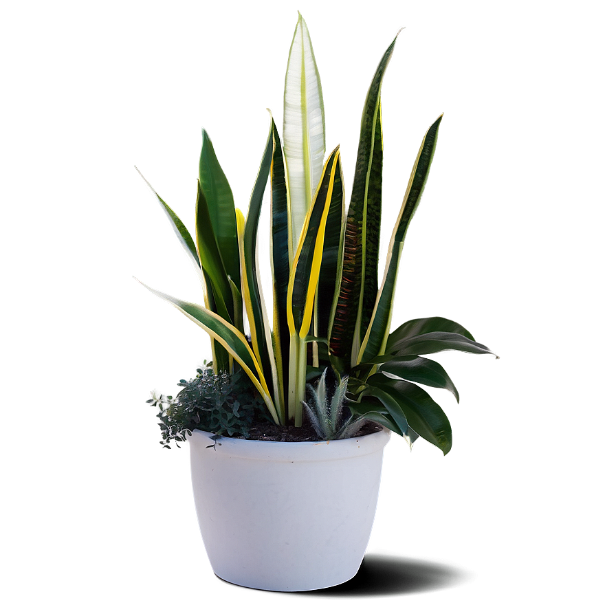 Snake Plant Garden Png Hrk