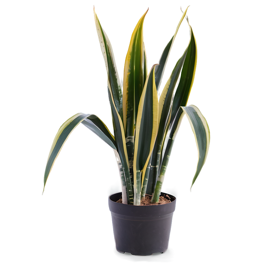 Snake Plant In Bedroom Png Qyl