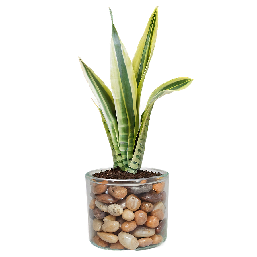 Snake Plant In Glass Pot Png 06122024