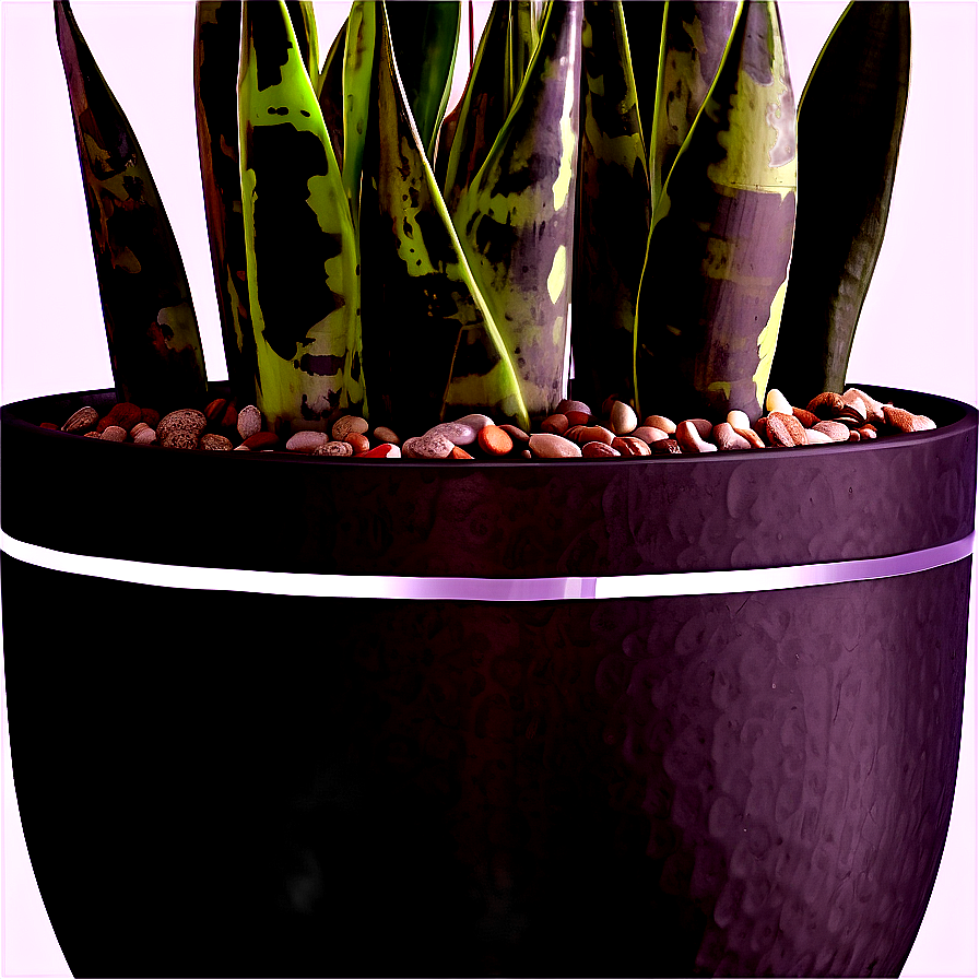 Snake Plant In Modern Pot Png 06122024