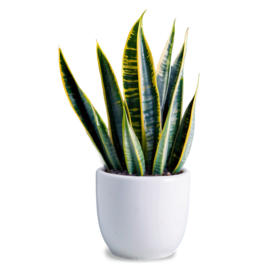 Snake Plant In Natural Light Png 96