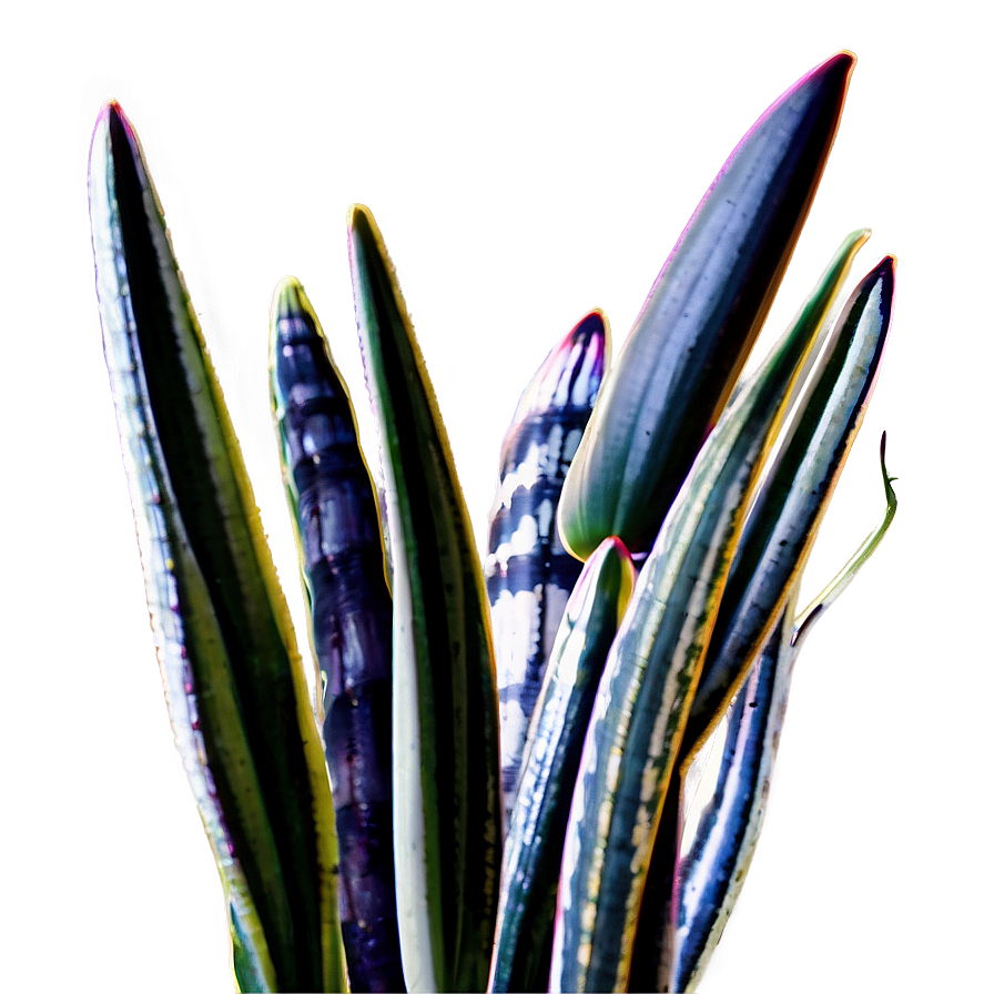 Snake Plant In Natural Light Png Lrn