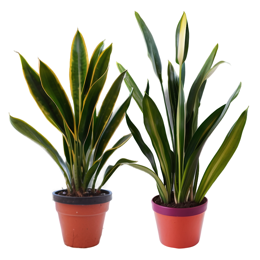 Snake Plant In Office Png Nkt