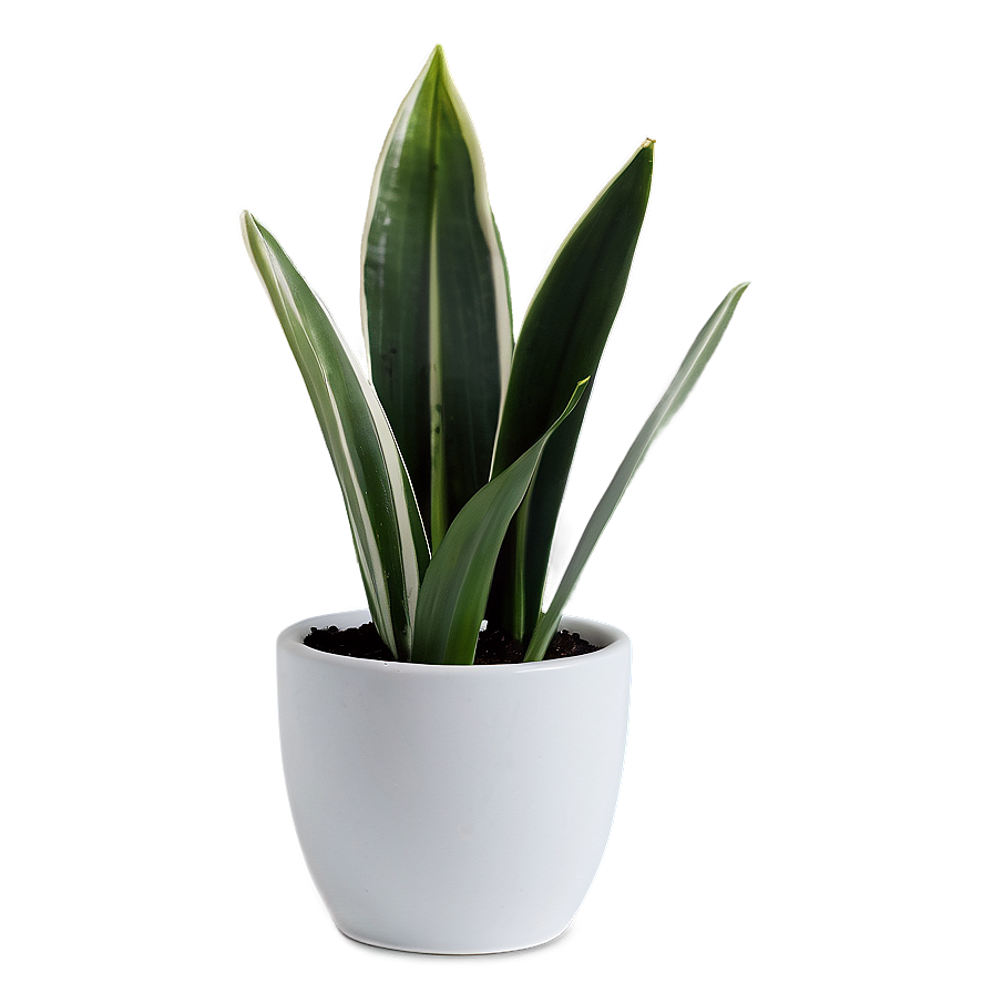 Snake Plant In White Pot Png 36