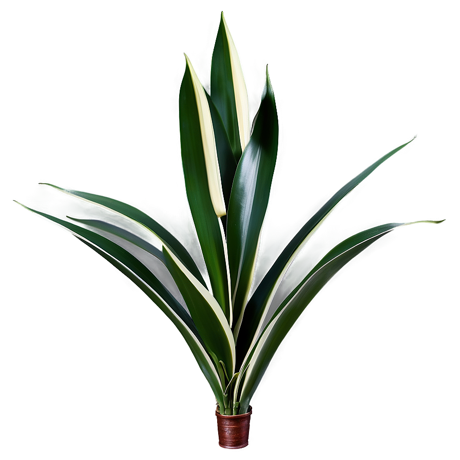 Snake Plant Leaves Png 36