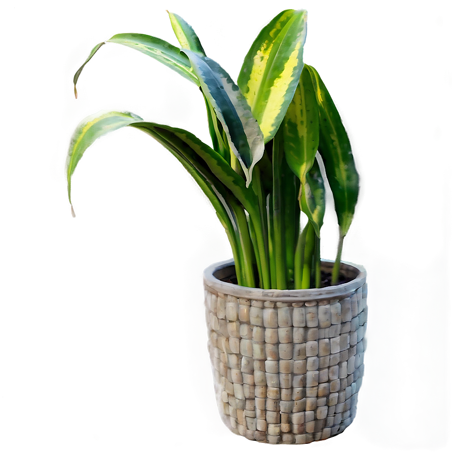 Snake Plant Png 06122024