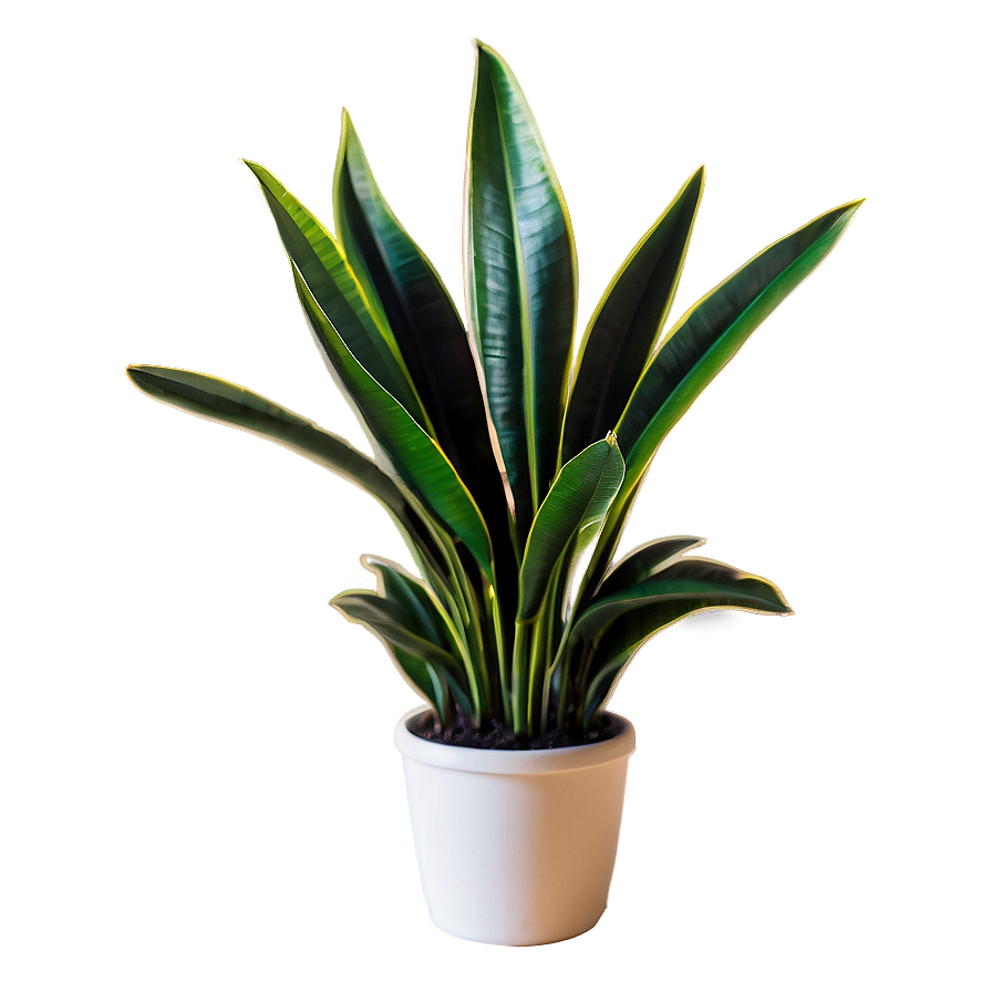 Snake Plant Silhouette Png 91