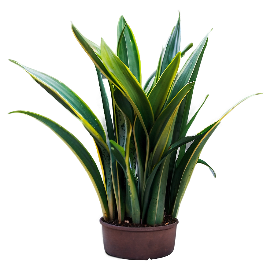 Snake Plant With Dew Png 06122024