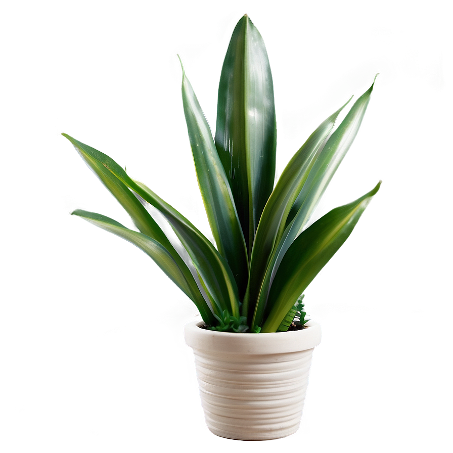 Snake Plant With Dew Png Iht47