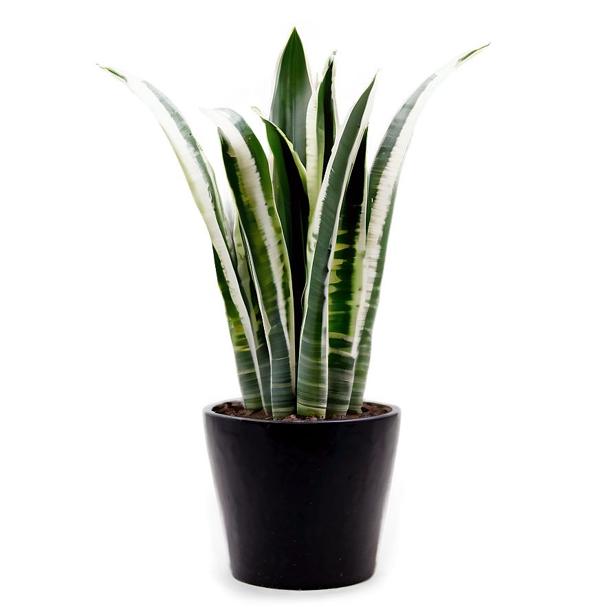 Snake Plant With Long Leaves Png Ilj