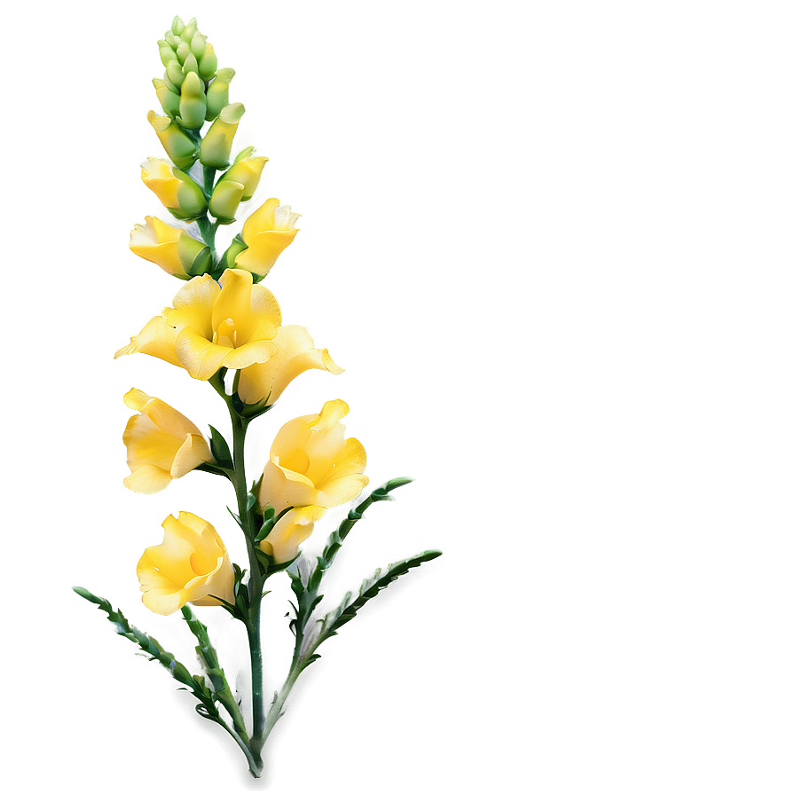 Snapdragon Flower Bush Png Pag15