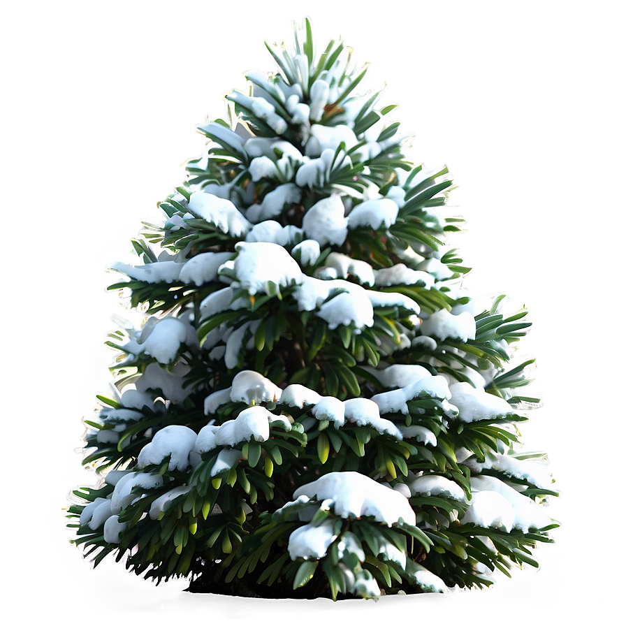 Snow-capped Bush Png 68