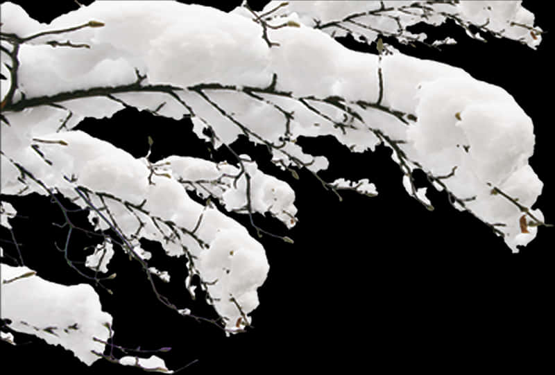 Snow Covered Branches Against Black Background