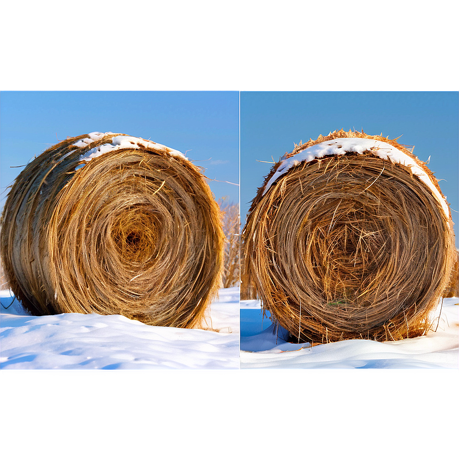 Snow-covered Hay Png Eng