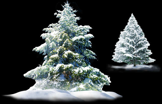 Snow Covered Pine Trees