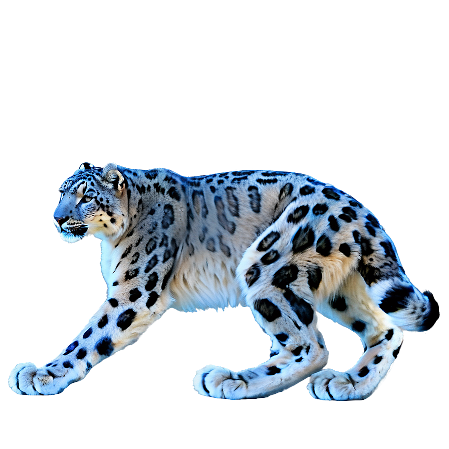 Snow Leopard A